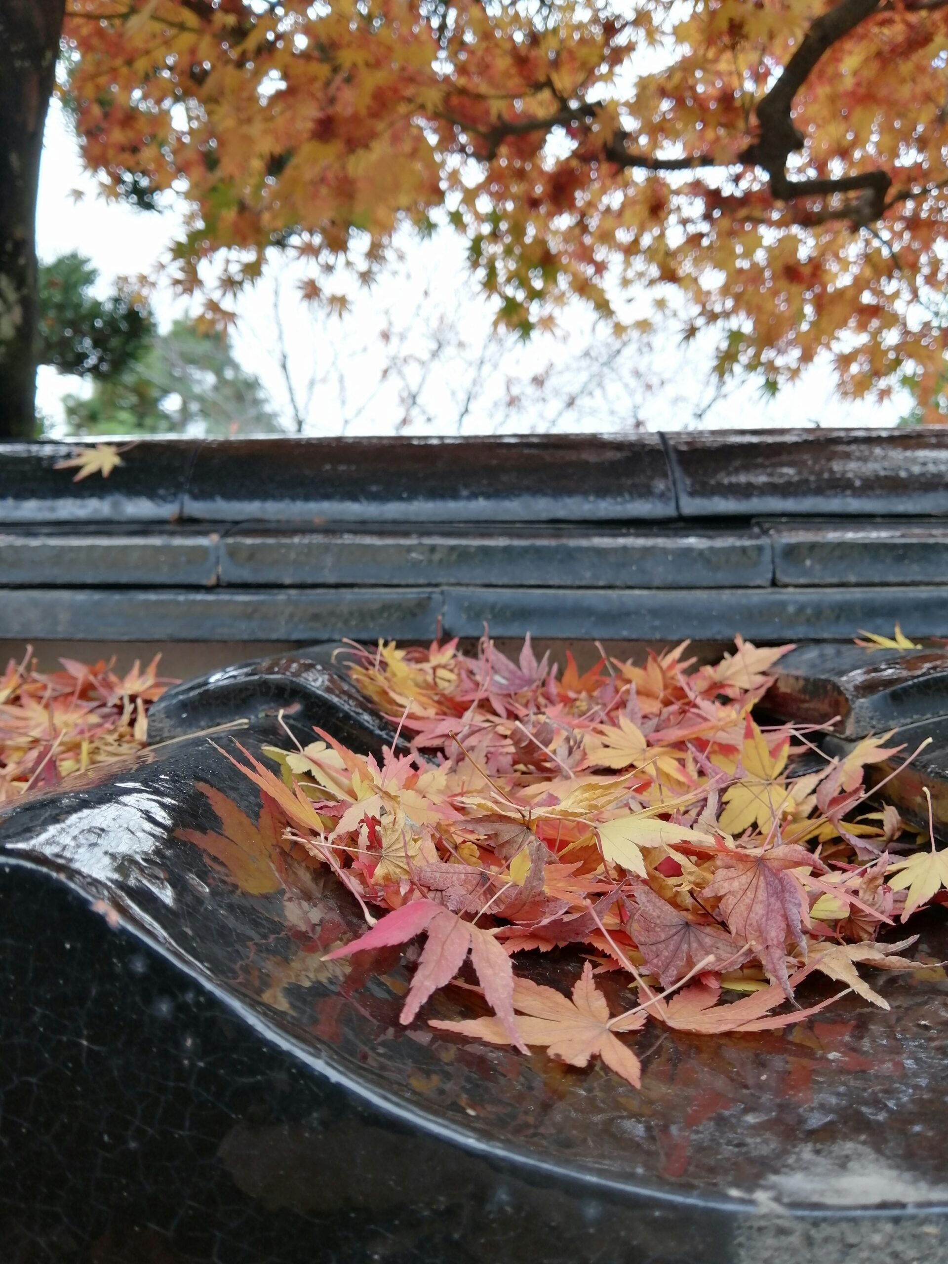 Leaves in rain gutter